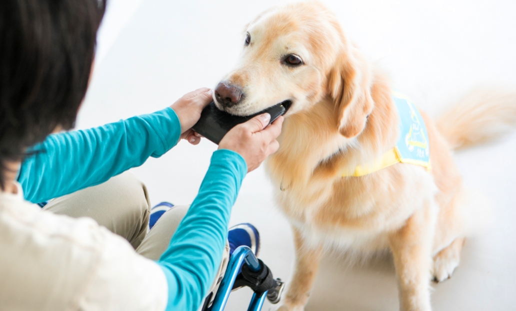 イメージ:介助犬について
