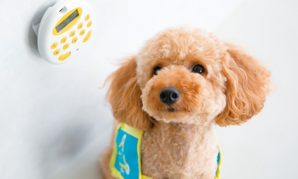 イメージ:聴導犬について